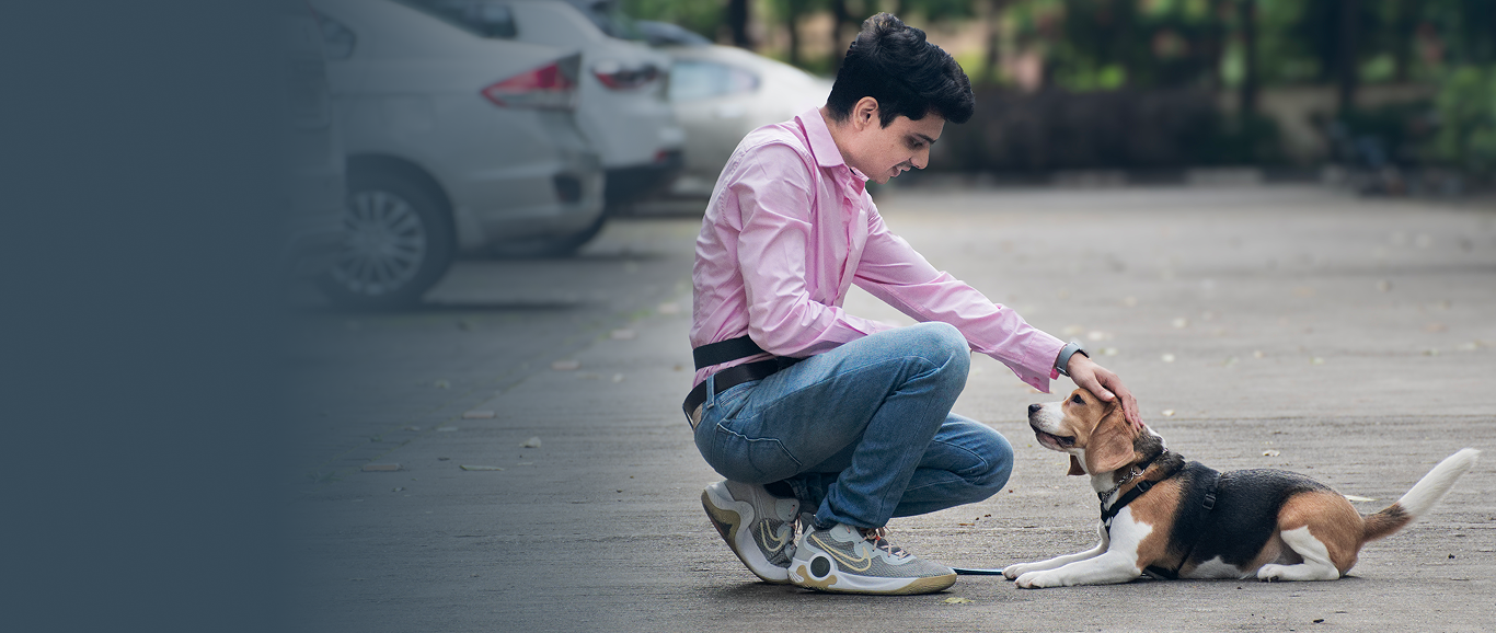 Professional Dog Training